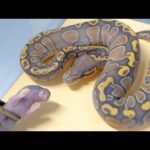 孵化した赤ちゃん蛇たちの餌付けが大変すぎる(YouTube)