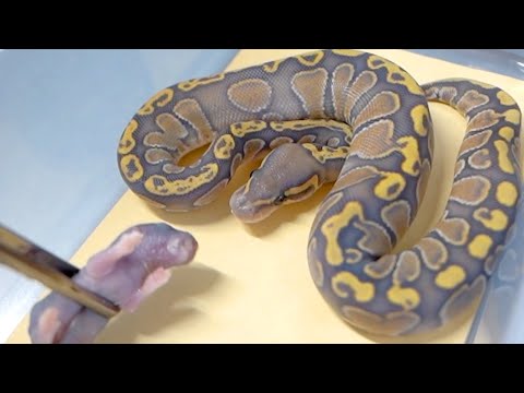 孵化した赤ちゃん蛇たちの餌付けが大変すぎる(YouTube)