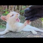 イライラする凶暴猫を落ち着かせたら、少しだけモフらせてくれた(YouTube)