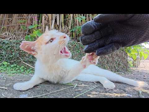 イライラする凶暴猫を落ち着かせたら、少しだけモフらせてくれた(YouTube)