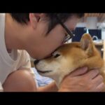 メンタル限界なパパに寄り添う柴犬…その優しさに涙が止まらない。(YouTube)