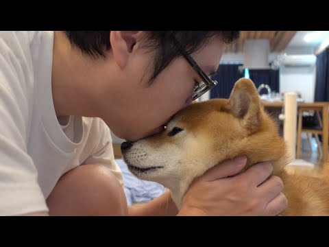 メンタル限界なパパに寄り添う柴犬…その優しさに涙が止まらない。(YouTube)