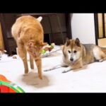 【猫たちに愛される柴犬】柴犬の周りは幸せが溢れています(YouTube)
