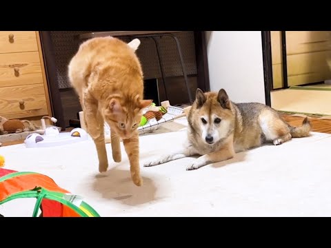 【猫たちに愛される柴犬】柴犬の周りは幸せが溢れています(YouTube)