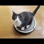 ルンバが掃除を終えると共に去っていく猫(YouTube)