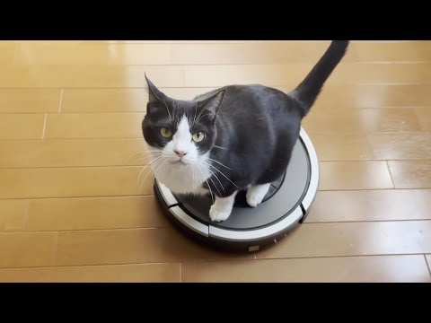 ルンバが掃除を終えると共に去っていく猫(YouTube)