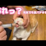 あれれっ？ 元気なユウでも夏バテするんかなぁ  シャーシャー子猫だったユウ＆ヤー    2025 07 08 2(YouTube)
