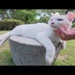 庭園でブルーの瞳の白猫ちゃんをモフると素っ気ない対応をされた(YouTube)