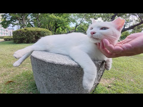 庭園でブルーの瞳の白猫ちゃんをモフると素っ気ない対応をされた(YouTube)