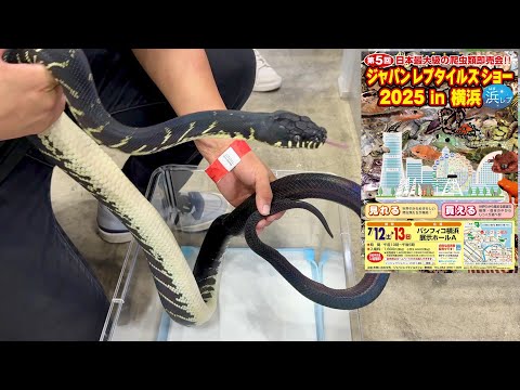 【激ヤバ生体祭り】横浜で開催された爬虫類イベントに遊びに行ってみると…(YouTube)