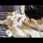 サマーカットで小さくなってぬいぐるみ感が増し増しになった猫(YouTube)