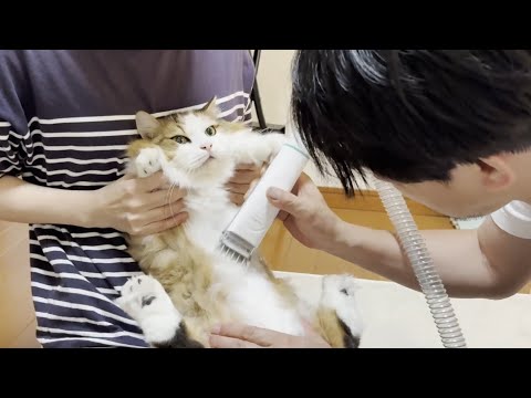 サマーカットで小さくなってぬいぐるみ感が増し増しになった猫(YouTube)