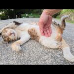無防備にモフられる仲間を見ても、人間に心を開かない猫(YouTube)