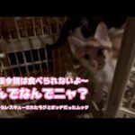 朝ご飯抜きだよ～  なんでなんでニャン？  泥の中からレスキューされたモグとボッチで保護されたムック   2025 07 22 1(YouTube)