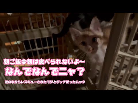 朝ご飯抜きだよ～  なんでなんでニャン？  泥の中からレスキューされたモグとボッチで保護されたムック   2025 07 22 1(YouTube)