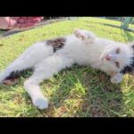 おかっぱ頭の猫をモフったら芝生の上でリラックスしてくれた(YouTube)