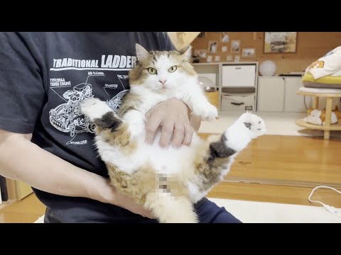 猫のお尻を入念に洗うことになったお父さん(YouTube)