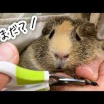 初めての爪切りで抱っこが嫌すぎてプイプイ鳴きまくるチビモルモットはこちらです【体重測定・爪切り】(YouTube)