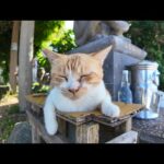 【今週の猫まとめ】出し惜しみナシ！ボツ動画も全部見せます 2025/7/1w(YouTube)