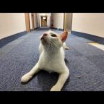 【猫ホテル】廊下にも猫が。。。しかも超人懐っこい!(YouTube)