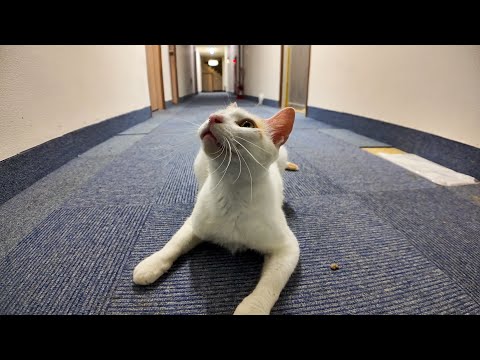 【猫ホテル】廊下にも猫が。。。しかも超人懐っこい!(YouTube)