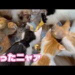 揃ったニャァ～   2025 07 01 2(YouTube)