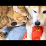 柴犬が好きすぎる子ども猫は柴犬が移動すると探してついていきます(YouTube)