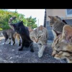 猫島で防波堤に座ったら猫たちが次々と集まってきた(YouTube)