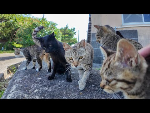 猫島で防波堤に座ったら猫たちが次々と集まってきた(YouTube)