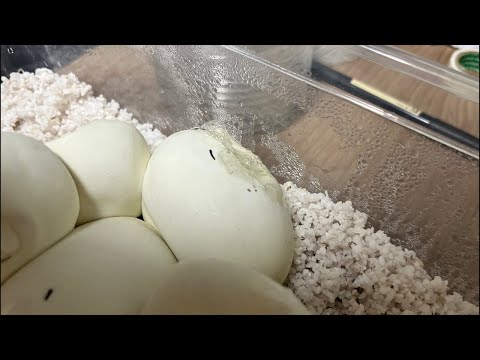 エッグカット(YouTube)