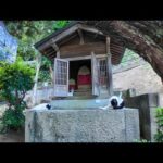 狛猫(YouTube)