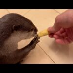 ヤングコーンを見たカワウソと猫の真反対な反応の違い！  Different reactions of an otter and a cat to a young corn!(YouTube)