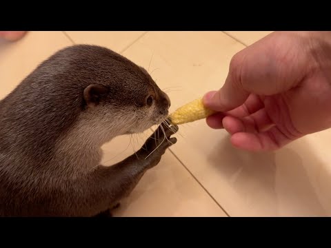 ヤングコーンを見たカワウソと猫の真反対な反応の違い！  Different reactions of an otter and a cat to a young corn!(YouTube)