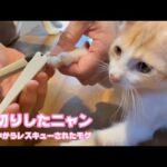 爪切りしたニャン  泥の中からレスキューされたモグ    2025 07 15 1(YouTube)