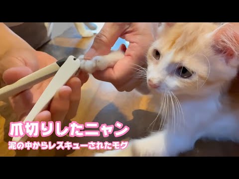 爪切りしたニャン  泥の中からレスキューされたモグ    2025 07 15 1(YouTube)