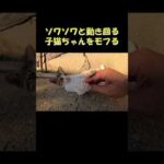 ソワソワと動き回る子猫ちゃんをモフる #猫 #ねこ #cat(YouTube)
