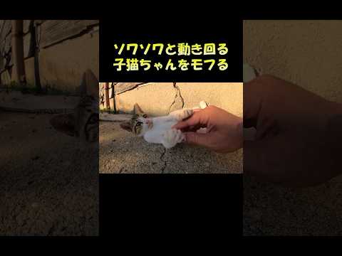 ソワソワと動き回る子猫ちゃんをモフる #猫 #ねこ #cat(YouTube)