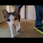 【猫ホテル】エレベーター降りたとこにも猫、客室までの廊下が歩けないホテル(YouTube)