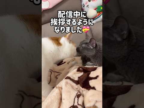 ハムとトロの距離が縮まってきました！！ #shorts(YouTube)