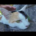 海辺の公園で石段に座ると三毛猫ちゃんが寄ってきた(YouTube)