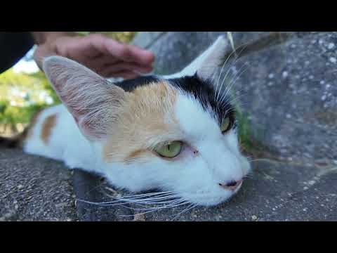 海辺の公園で石段に座ると三毛猫ちゃんが寄ってきた(YouTube)