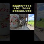 現場猫をモフろうとすると、マイクをはたき落としてきた #猫 #ねこ #cat(YouTube)