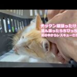 チックン踏ん張ったらチビっちゃったニャン  アタチ頑張るニャ！  泥の中からレスキューされたモグ   2025 07 26 2(YouTube)