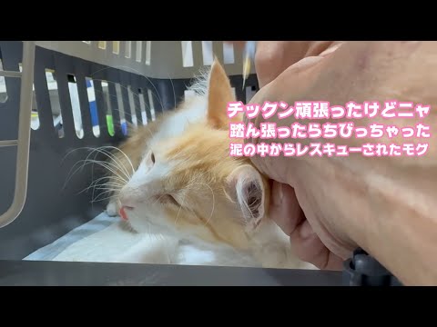 チックン踏ん張ったらチビっちゃったニャン  アタチ頑張るニャ！  泥の中からレスキューされたモグ   2025 07 26 2(YouTube)