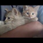 もうすぐお別れの子猫たちと久しぶりのみんな(YouTube)