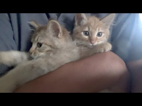 もうすぐお別れの子猫たちと久しぶりのみんな(YouTube)
