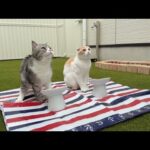 朝から庭でピクニックを開催したら猫たちの反応が可愛すぎました笑(YouTube)