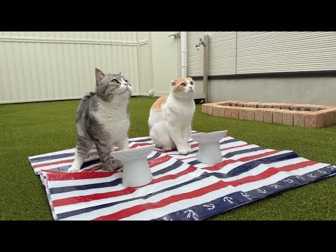 朝から庭でピクニックを開催したら猫たちの反応が可愛すぎました笑(YouTube)