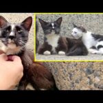 釣り針が刺さった母猫を助けたら、可愛い子猫に会わせてくれた(YouTube)