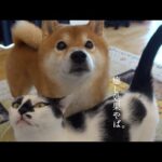 膀胱炎を治療した黒猫！柴犬との癒しの光景に疲れが全部吹き飛ぶ。(YouTube)